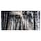 Designart - Sunbeams through Black White Forest - Forest Canvas Wall Art Print